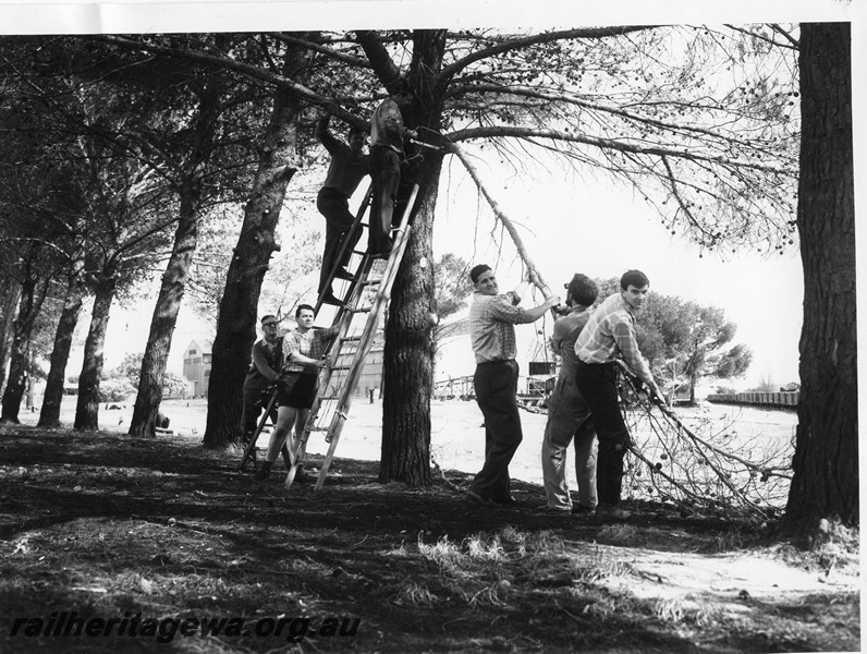 P10213
Rail Transport Museum site, work party of members pruning the pine trees, from left to right, Edwin Woodland, Otto Walkemeyer, Noel Zeplin, Peter Hopper and Alan Tilley plus two workers up the tree..
