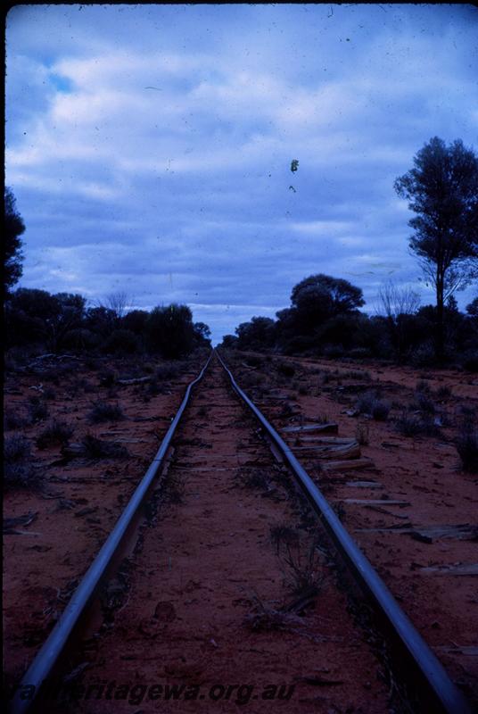 T03420
Sons of Gwalia bush line, view down the track.
