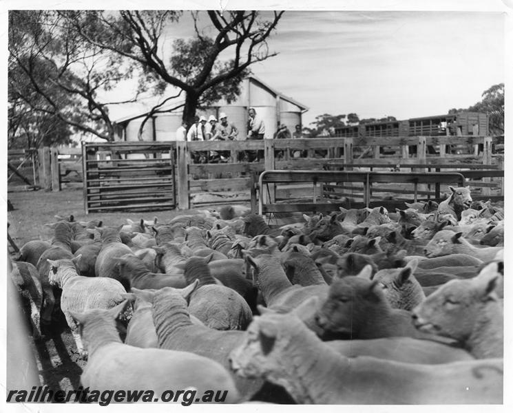 P00255
Stockyard, sheep wagons, sheep, Badjaling, YB line, loading the 