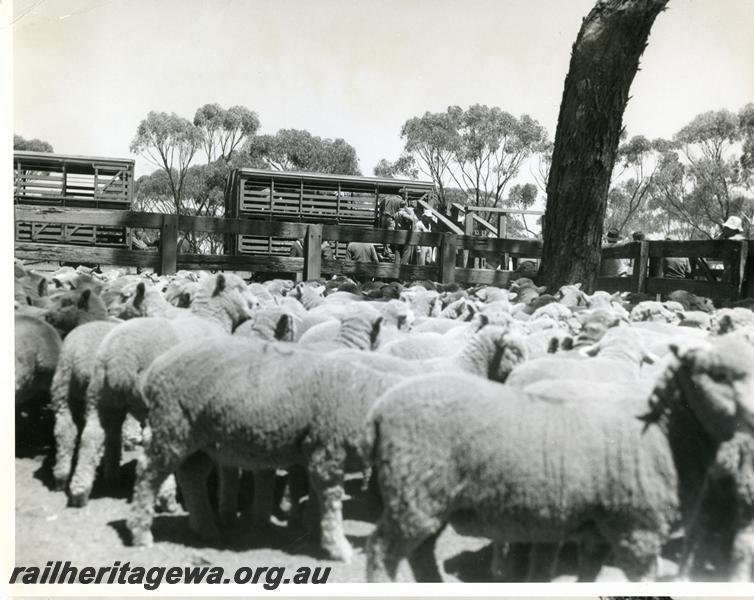 P00811
CXB class sheep wagons, stock yard, Badjaling, YB line. Loading sheep onto the Stacey Stock Train

