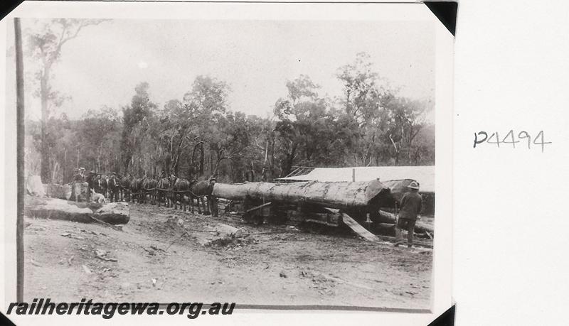 P04494
Whittaker's North Dandalup, horse team hauling loaded log wagon to mill on railway
