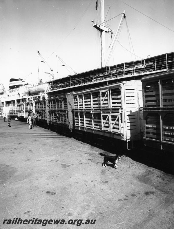 P06941
CXB class sheep wagons, Fremantle Wharf, unloading sheep onto ship
