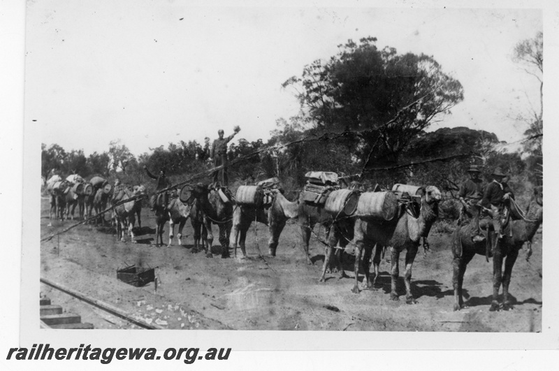 P19014
Construction of TAR line by Commonwealth Railways (CR), camel train carrying water, cameleers, trackside scene, TAR line
