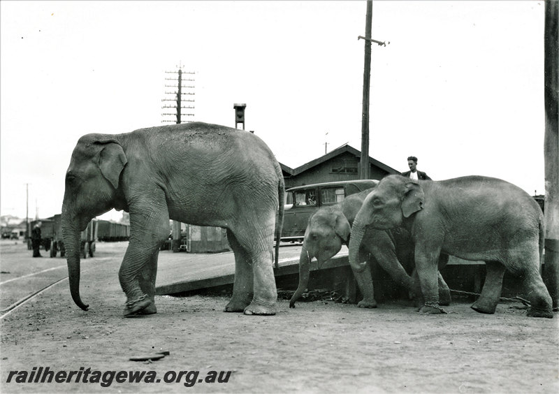 P22906
Three elephants from Perry Brothers Circus, trainer, sheds, motor vehicle, Perth railway yards, ER line, ground level view
