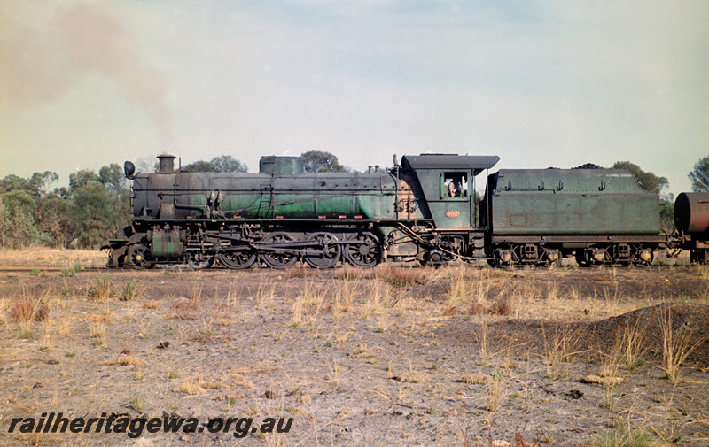 P24175
W class 902, bush setting, side view
