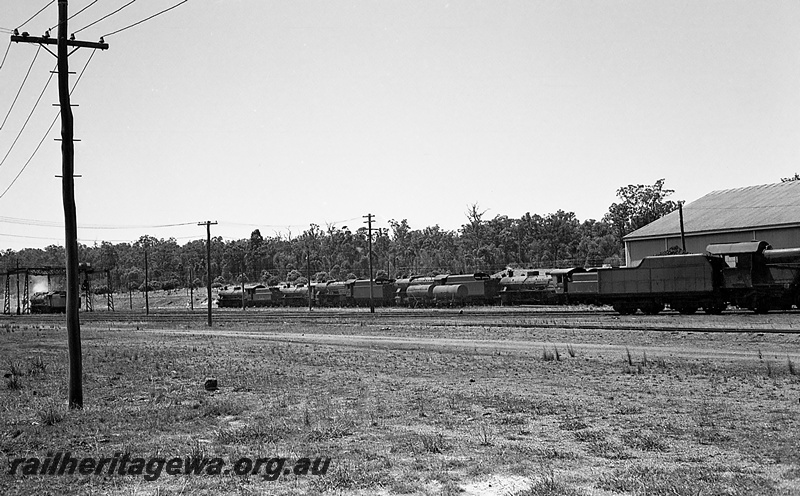 P24272
Steam locomotives, tanker wagons, shed, gantry, bush, Collie, BN line, side and end views from across tracks
