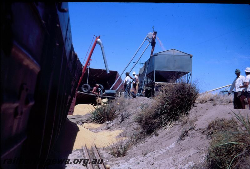 T02967
Six of ten photos of a derailment at Dongara, MR line, wagons being emptied of wheat
