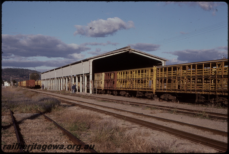 T08054
Livestock washout shed, CXB Class and SA Class sheep wagons, Midland
